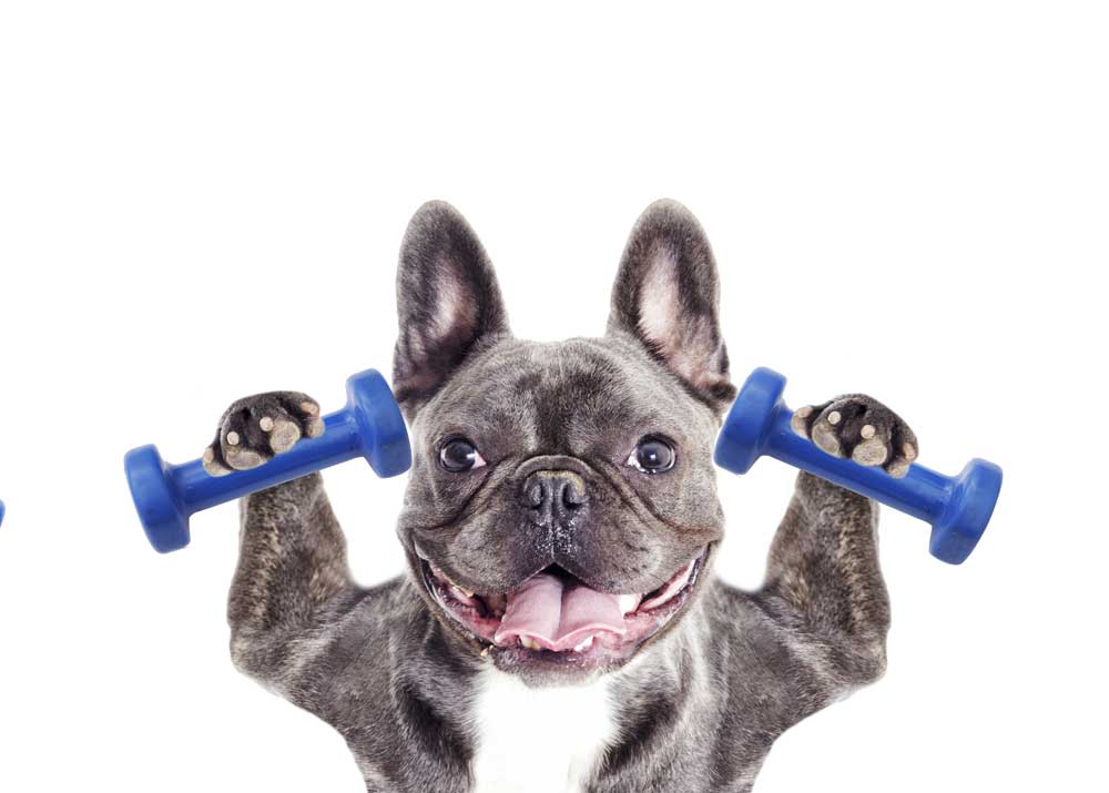 Свой бизнес: открытие фитнеса для собак
