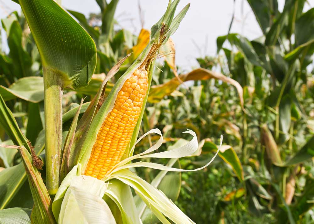 Выращивание кукурузы: рентабельность до 800%