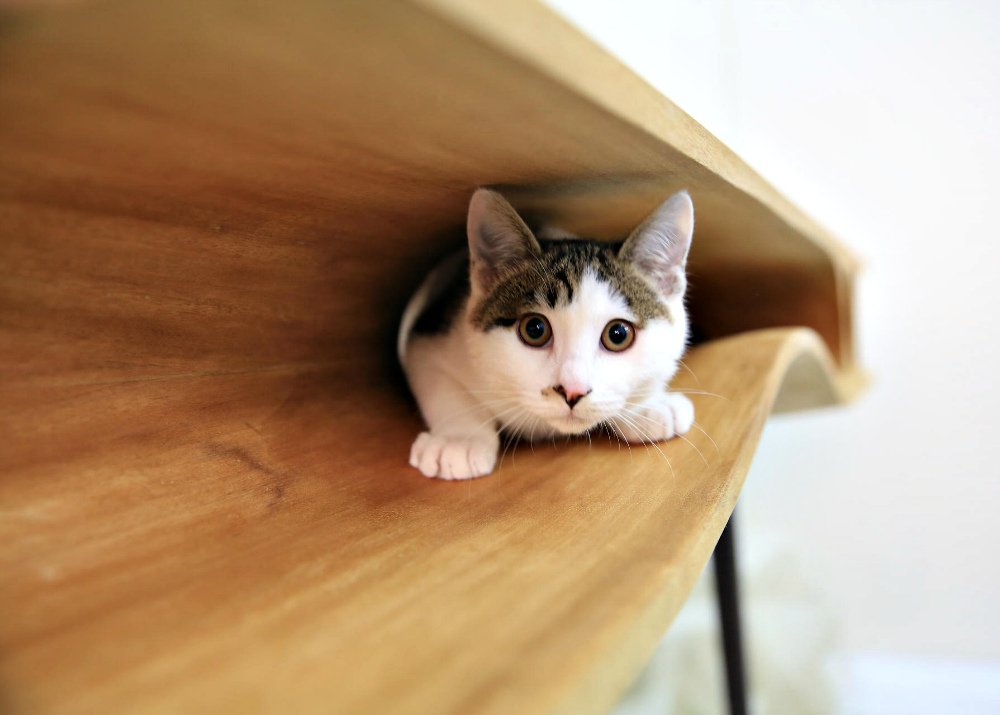 Производство столов с тоннелями для кошек