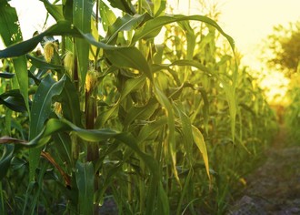 Бизнес-план по организации кукурузного лабиринта