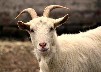 Свое животноводческое хозяйство: разведение коз