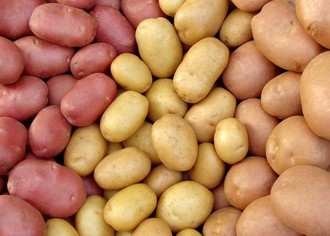 Свой бизнес: выращивание картофеля