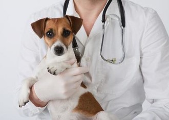Бизнес-план ветеринарной клиники