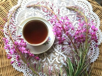 Как открыть свой бизнес на выращивании и продаже иван-чая (кипрея)