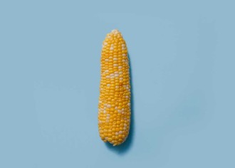 Обзор рынка зерновой кукурузы в России