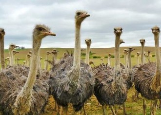 Бизнес по разведению страусов. Как зарабатывать в деревне до 6 млн. рублей в год