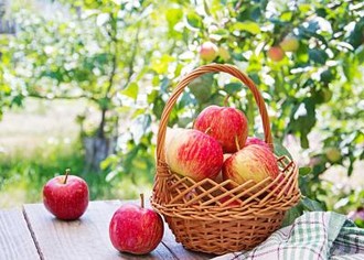 Яблоневый сад как бизнес: ключевые моменты и возможности