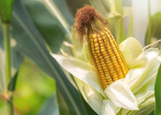 Как начать свой семейный бизнес по выращиванию кукурузы
