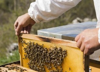 Пчеловодство с нуля: как открыть свою пасеку